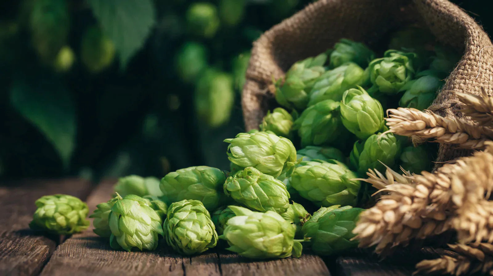 Dry Yeast vs Liquid Yeast. Which Is Better? - KegLand