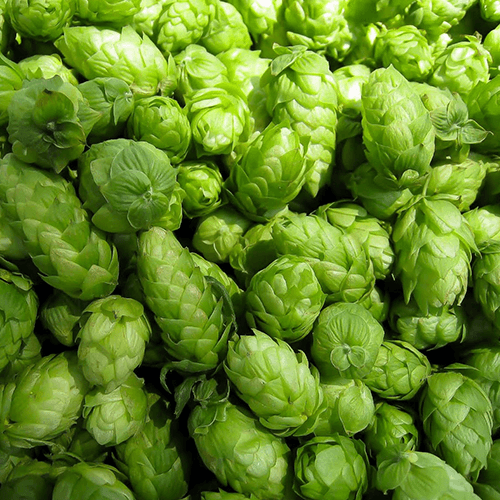 Cones / Flowers - Nelson Sauvin - (100g) - KegLand