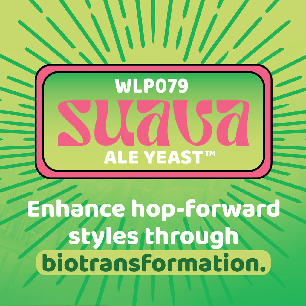 WLP079 Suava Ale Yeast x 11g Dry Yeast