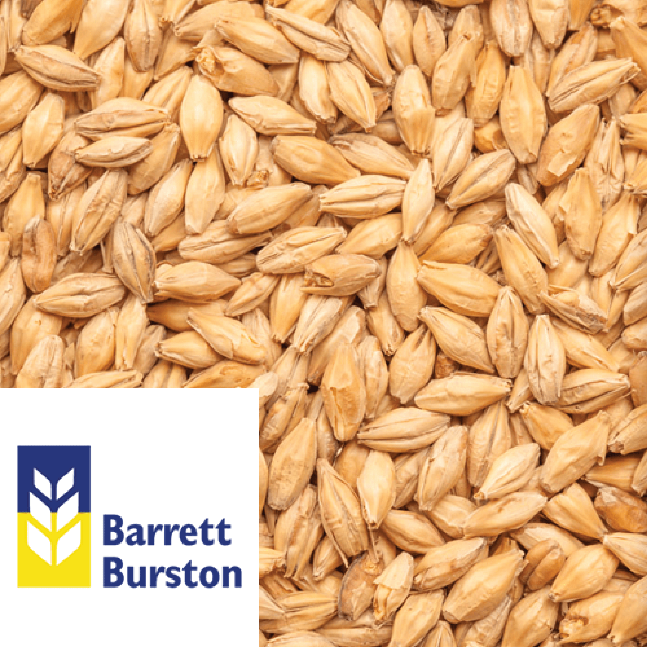 Ale Malt (Victorian) - Barrett Burston (AUS) - per kg - KegLand