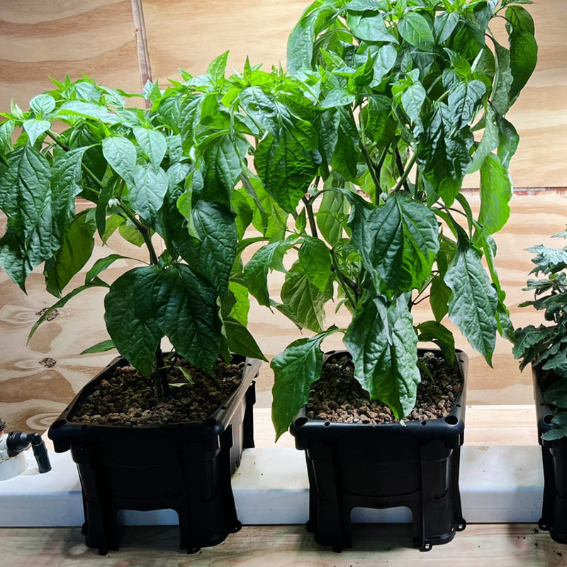 Hooch Multi-Bucket Hydroponic System (with legs) (12 units)