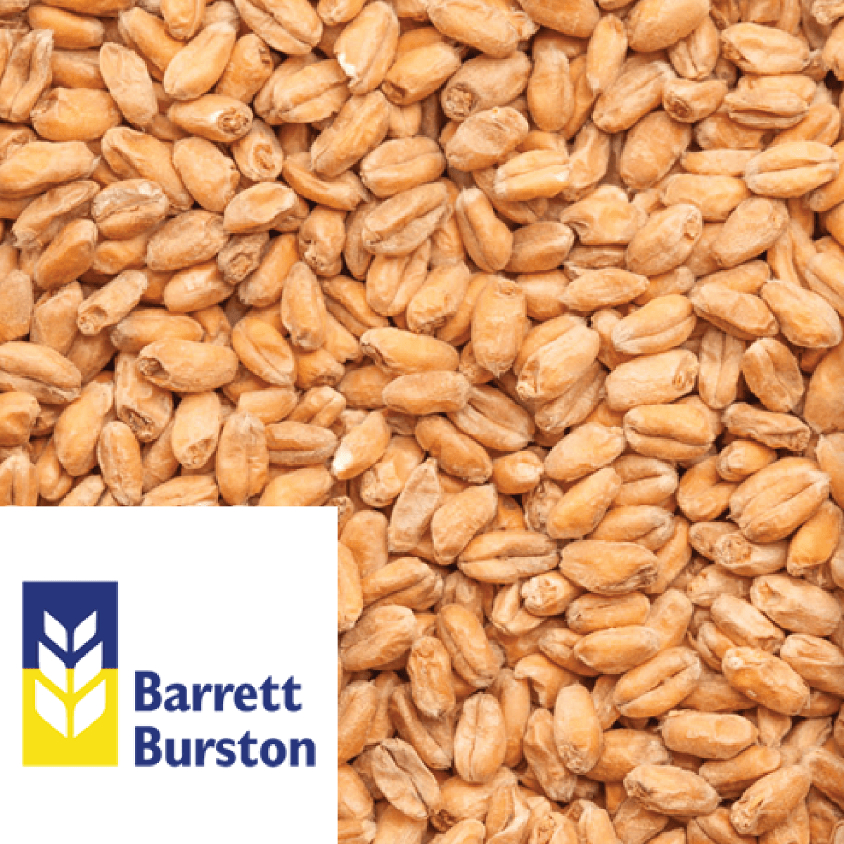 Wheat Malt - Barrett Burston (AUS) - per kg - KegLand